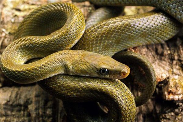 男人做梦梦到蛇有什么预示!