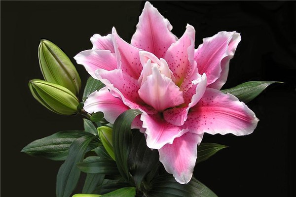 梦见修剪花意味着什么 周公解梦